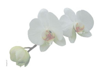 Cartes de visite Recto Verso 8,5 x 5,5 cm Orchidée Blanc
